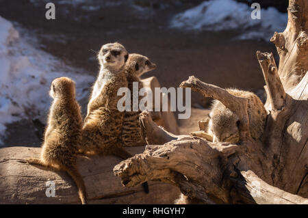 Famiglia di meerkat in cattività in Colorado Springs, Colorado zoo Foto Stock