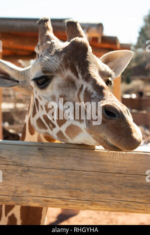 Primo piano di una giraffa di adulto a Cheyenne Mountain Zoo in Colorado Springs, Colorado Foto Stock