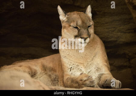 Mountain lion poggiante sulla roccia in Colorado Springs, Colorado zoo Foto Stock
