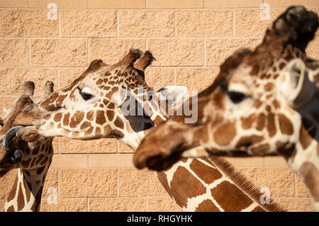 Primo piano di una giraffa di adulto a Cheyenne Mountain Zoo in Colorado Springs, Colorado Foto Stock