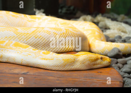 Albino in giallo e bianco python in cattività ensoleillement allo zoo in Colorado Springs, Colorado Foto Stock