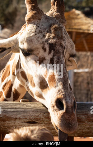 Primo piano di una giraffa di adulto a Cheyenne Mountain Zoo in Colorado Springs, Colorado Foto Stock