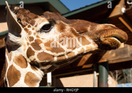 Primo piano di una giraffa di adulto a Cheyenne Mountain Zoo in Colorado Springs, Colorado Foto Stock