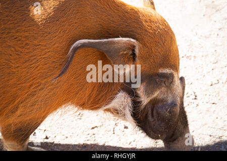 Red River cinghiale allo Cheyenne Mountain Zoo in Colorado Springs, Colorado Foto Stock