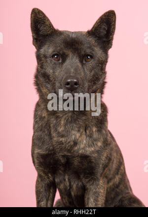 Ritratto di una donna orgogliosa Kai Ken cane nazionali di razza giapponese guardando la telecamera su un sfondo rosa Foto Stock
