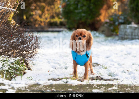 Cane in piedi nella neve, Sfondo Inverno Foto Stock