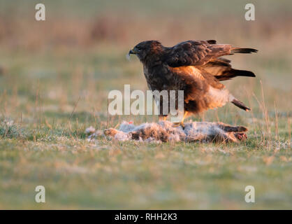 Selvatica comune poiana (Buteo buteo) sul suolo alimentazione su un coniglio in mattina presto sunshine, Warwickshire Foto Stock