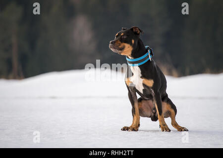 L'American Pit Bull Terrier, tricolore maschile seduto nella neve Foto Stock