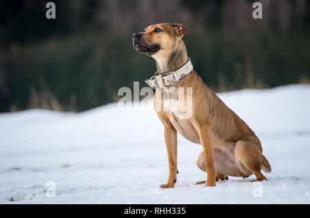 L'American Pit Bull Terrier, giovani donne dog sitter nella neve Foto Stock