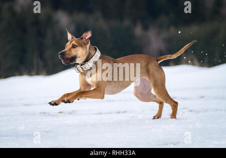 L'American Pit Bull Terrier, giovani donne cane che corre nella neve Foto Stock