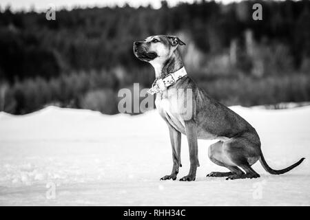 Bianco nero fotografia di una giovane donna l'American Pit Bull Terrier dog sitter nella neve Foto Stock