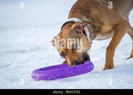 L'American Pit Bull Terrier, giovane cane femmina a giocare con un giocattolo nella neve Foto Stock