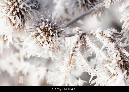 Thistle in inverno coperto di lunghi cristalli di ghiaccio dal congelamento di nebbia. Macro close up di gelo su una pianta di giardino Foto Stock