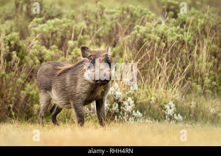 In prossimità di un comune Warthog in piedi in erba - campo, Etiopia. Foto Stock