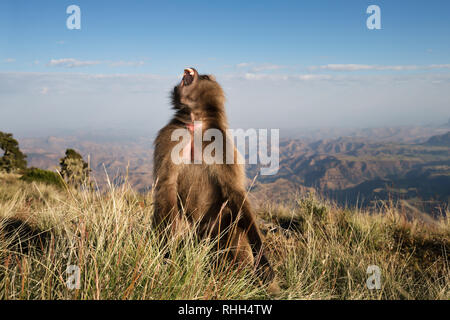 Close up di una femmina di scimmia Gelada noto come sanguinamento cuore monkey chiamando, Simien Mountains, Etiopia. Foto Stock