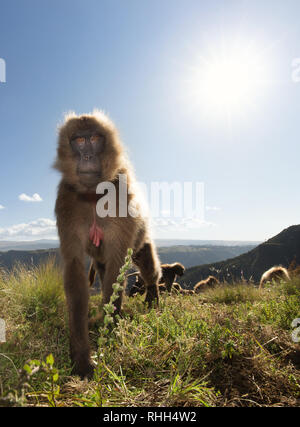 Close up di una femmina di scimmia Gelada noto anche come sanguinamento cuore monkey mangiare erba in una giornata di sole in Simien Mountains, Etiopia. Foto Stock