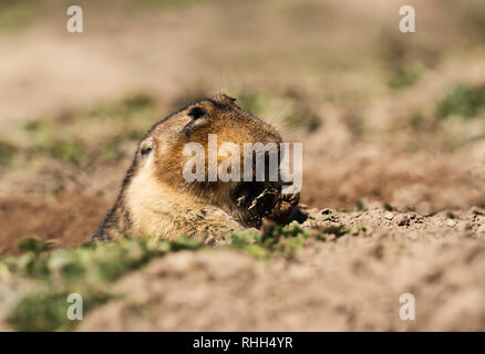 In prossimità di un grande capo-africana di mole-rat, noto anche come il gigante root-rat, Etiope African mole-RAT o mole gigante-rat in montagne di balle, Etiopia Foto Stock