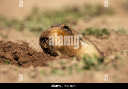 In prossimità di un grande capo-africana di mole-rat, noto anche come il gigante root-rat, Etiope African mole-RAT o mole gigante-rat in montagne di balle, Etiopia Foto Stock