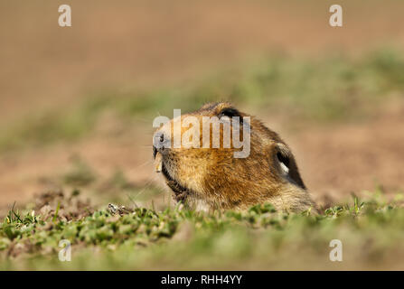 Close up di un gigante di mole-rat, montagne di balle, Etiopia. Foto Stock