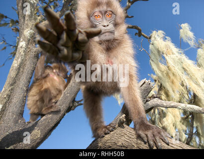 Close up di un bambino curioso scimmia Gelada in estate, Simien Mountains, Etiopia. Foto Stock