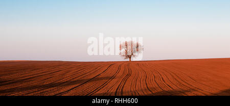 Albero in fiore nei campi di Moravian Toscana Foto Stock