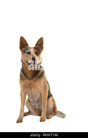Udienza Miniature pinscher con bocca aperta isolata su uno sfondo bianco Foto Stock