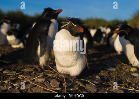 Pinguino saltaroccia eudyptes chrysocome seduta sul nido rivolto in avanti nel pinguino saltaroccia colonyfalkland isole Foto Stock