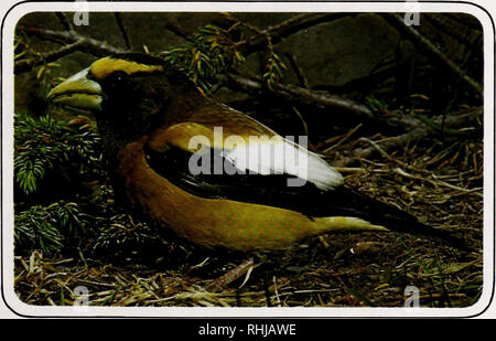 . Gli uccelli di Yellowstone e Grand Teton National Parks. Gli uccelli; uccelli. Giallo-guidato Blackbird Bruce brocca TANAGER occidentale (Piranga ludoviciana) in mezzo la bellezza mozzafiato del paesaggio naturale di Yellowstone e Grand Teton, è più conveniente che il sorprendente tanager occidentali dovrebbero risiedere come uno dei più comuni di uccelli nidificanti, perché è uno dei più belli di tutti gli uccelli. Da un pinnacolo o fronda di un albero sempreverde, il tanager canta la sua intenzionale, robin-come la canzone e sul medio altezza rami costruisce i suoi, poco profondo a forma di piattino nido. La brillante maschio è giallo limone, con Foto Stock