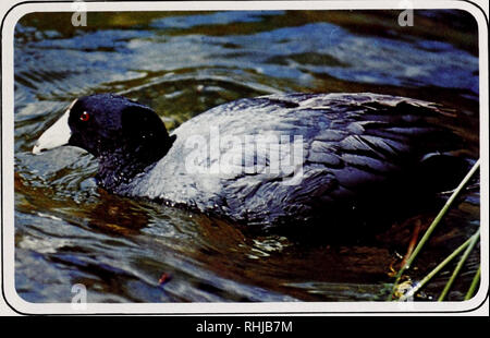 . Gli uccelli di Yellowstone e Grand Teton National Parks. Gli uccelli; uccelli. American Coot National Park Service KILLDEER (Charadrius vociferus) a causa della loro ampia distribuzione e caratteristiche distintive alcune specie di uccelli sono familiari per la maggior parte di tutti. Il killdeer è un uccello. Questo canto- alcuni shorebird la cui chiamata annuncia il suo nome è un membro della famiglia plover. Killdeers non costruire un nido, invece essi depongono le loro uova sul terreno in una comoda depressione. Per questo motivo le loro uova e i giovani sono vulnerabili ai predatori, come pure di intrusi. Per proteggere il nido e giovani il kil Foto Stock