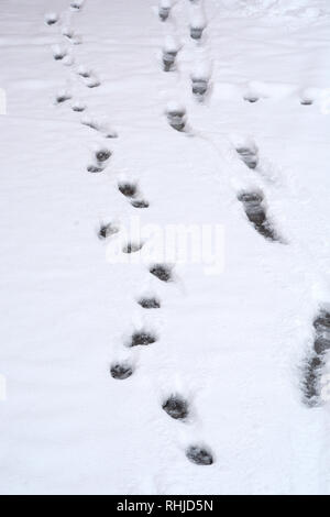 Orme nella neve a sinistra da un uomo a piedi i suoi cani Foto Stock