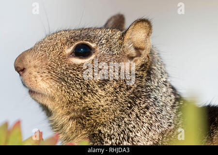 Massa Beechey scoiattolo (Otospermophilus beecheyi), MacKerricher State Park, California Foto Stock