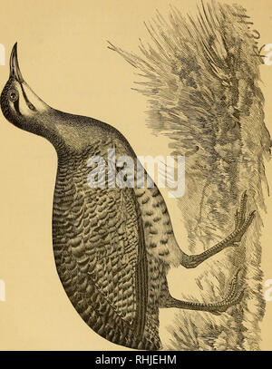 . Gli uccelli di Essex: un contributo alla storia naturale del paese. Gli uccelli. ^^-^^^^^. Si prega di notare che queste immagini vengono estratte dalla pagina sottoposta a scansione di immagini che possono essere state migliorate digitalmente per la leggibilità - Colorazione e aspetto di queste illustrazioni potrebbero non perfettamente assomigliano al lavoro originale. Christy, Miller, b. 1861. Chelmsford, E. Durrant &AMP; Co. ; [Ecc. , Etc. ] Foto Stock