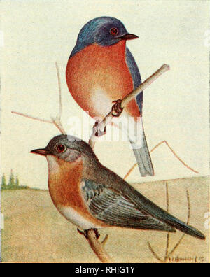 . Gli uccelli del Canada orientale. Uccelli -- Canada. A. American Robin (p. 217). Adulto bambino. B. Bluebird (p. 218). Maschio Femmina. Si prega di notare che queste immagini vengono estratte dalla pagina sottoposta a scansione di immagini che possono essere state migliorate digitalmente per la leggibilità - Colorazione e aspetto di queste illustrazioni potrebbero non perfettamente assomigliano al lavoro originale. Taverner, Percy Algernon, 1875-1947. Ottawa, J. de L. Tachprinter Foto Stock