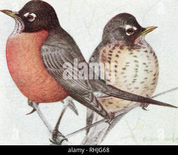 . Gli uccelli del Canada orientale. Uccelli -- Canada Orientale. 272 lastra L.. A. American Robin (p. 21 ^ adulto bambino. Si prega di notare che queste immagini vengono estratte dalla pagina sottoposta a scansione di immagini che possono essere state migliorate digitalmente per la leggibilità - Colorazione e aspetto di queste illustrazioni potrebbero non perfettamente assomigliano al lavoro originale. Taverner, Percy Algernon, 1875-1947. Ottawa : Canada Dipartimento di miniere, indagine geologica Foto Stock