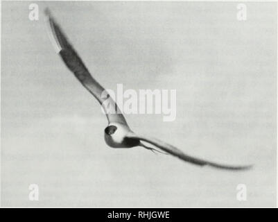 . Gli uccelli del Kilbuck Ahklun e regione di montagna, Alaska. Gli uccelli Alaska Bristol Bay regione. KILBUCK AHKLUN E GLI UCCELLI DI MONTAGNA 73 Long-tailed jaeger (Stercorarius longicaudus). Cv, Rsr (7 maggio - 25 agosto). Facsimile: RMS 1974/119/02. Abbiamo trovato lungo-tailed jaegers in tutte le località costiere più anni e registrato un entroterra presso il fiume Tuluksak (Fig. l6) il 8 giugno 1974. Gli uccelli sono stati anche presso il fiume Kisaralik del 16-17 giugno 1987 (B. J. McCaffery, comunicazione personale), presso il fiume Kwethluk su 11 Luglio 1985 (M. Brown et al., inediti), presso il fiume Eek nel mese di agosto 1976 (R. Baxter, inediti e Foto Stock