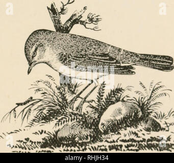 . Gli uccelli delle Isole Britanniche. Uccelli -- Gran Bretagna; gli uccelli -- l'Irlanda. Gli uccelli delle isole britanniche. 8Io bianco; irides, marrone; bill, gambe e piedi, nero. Lunghezza circa 9 pollici. La femmina adulta è simile al maschio, ma la colorazione è duller. Pallas, Grigio Shrike {Laniiis principali, Pallas) è detto di essere abbastanza frequenti migrante in autunno per le Isole Britanniche e abitano in Siberia e in Manciuria, sud di circa lat. 65°. Questo shrike somigli Lanius excubUo7 ma ha una sola ala bianca bar, mentre la seconda dispone di due. 7'egli adulto i sessi sono simili a colori. Cbiffchaff.. Il Chiffc Foto Stock