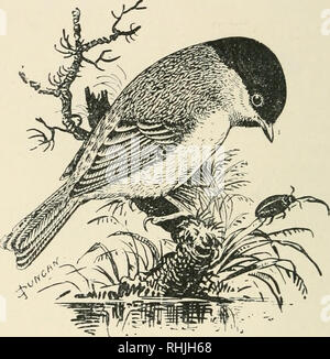 . Gli uccelli delle Isole Britanniche. Uccelli -- Gran Bretagna; gli uccelli -- l'Irlanda. 72 uccelli delle isole britanniche. flDareb ^itntouac.. La Palude la Cincia {Parus palustris, Linnaeus, e Funis Dresseri palustris, Stejneger) è una specie di residente in alcune contee in Inghilterra e nel Galles, ma in Scozia diventa molto locale e in Irlanda sembra essere scarse. Si tratta di un comune residente in tutta l'Europa centrale, ma in Europa meridionale diventa sempre più rara. L'adulto ha la testa, la nuca e la gola, nero; parti superiori, oliva-marrone; primarie e coda, ashy-marrone; i margini esterni delle piume, bordato con più pallida fronte Foto Stock