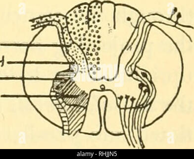 . Biologia dei vertebrati : uno studio comparativo dell'uomo e i suoi alleati degli animali. Vertebrati; vertebrati -- anatomia; anatomia di confronto. Funiculus dorsale -commissura dorsale corno ventrale '---Funiculus laterale ' Central Canal " commissura ventrale c2&amp;- 'Funiculus ventrale ventrale di fessura Fig. 616. Sezione trasversale attraverso il quarto segmento toracico del midollo spinale umano. (Da Kappers, Huber e Crosby, compara- tivo anatomia del sistema nervoso dei vertebrati, compreso l'uomo, copyright 1936, con il permesso della Macmillan Company, editori.) i diversi rami del midollo spinale n Foto Stock