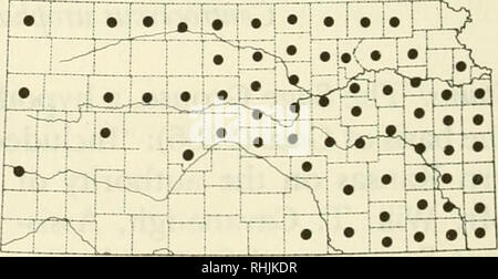 . Uccelli in Kansas. Uccelli -- Kansas identificazione. Â ¢ â Un maschio adulto maggiore Prairie-Chicken (Tympanuchus cupido). Foto di David A. Rintoul. Maggiore Prairie-Chicken Tympanuchus cupido (Linnaeus) Stato: la maggiore Prairie-Chicken è un comune localmente residente nel terzo orientale dello stato. È più comune nelle colline di Selce, raro e in locali del nord-parte centrale dello Stato, e rari nel nord-ovest. Sembra di essere in espansione nel suo precedente intervallo nel nord-ovest. Periodo di ricorrenza: La specie è un residente. Allevamento: Prairie-polli raccogliere in corrispondenza di zone di riproduzione denominata & Foto Stock