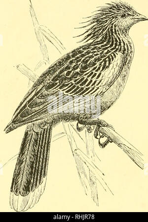 . Uccelli: gli elementi di ornitologia ; con 174 illustrazioni di cui 140 sono disegni originali. Gli uccelli; uccelli. 94 elementi di ornitologia. (Coracias garrula, fig. 100), che si snoda in aria un po' come un bicchiere-pigeon, è un bellissimo uccello che è comune nel sud oi: Europa, e occasionalmente visite in Inghilterra. Esso è del tipo di un gruppo di brillanti di Uccelli colorati che si estendono a sud- nei reparti per l'Australia, la regione: la malese e Madagascar, ma Fig. 07.. Il Hoatzin {OpidJiocomus crisiatus). sono assenti dal nuovo "mondo. Ci sono venti-quattro specie nella famiglia. Un modulo di alleati Foto Stock