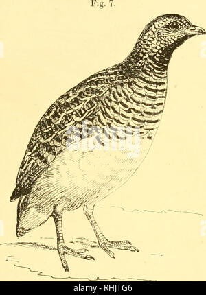 . Uccelli: gli elementi di ornitologia ; con 174 illustrazioni di cui 140 sono disegni originali. Gli uccelli; uccelli. Introduzione. 11 e spesso parlato di come le quaglie esistono anche nel nuovo AVorld, costituendo circa quattro-e-fortj- specie tra cui è il bello di quaglia californiano {LopJiortyx callfornicKs), con la sua elegante annuendo crest. Ci sono alcuni piccoli uccelli gioco chiamato " Hemipodes " o " Bustard Quaglie", che sono molto simili quaglie, sebbene essi. Il nero-breasted Hemipode (Turnix taigoor). può essere facilmente distinto da quest'ultimo per loro non avente alcun hind per Foto Stock