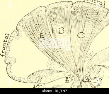 . Biologia; la storia di esseri viventi. ,&Lt;â. frcntal occipitale ctrscr' areo: arecc temporale due I'lKurt illustralinK della piastrella intercoiniiiunicating percorsi di libers nervo nel cervello umano. a. Varie fibre di associazione del cervello umano. ,1, tra zone adiacenti; B. tra frontale e occipitale di aree; (;, D tra il frontale e le zone temporali; e, tra occipitale e zone temporali. Nota il corpo calloso che contiene larf):e gruppi di fibre di associazione e connette la corteccia del diritto emisfero cerebrale con quella di sinistra. Il nucleo caudato, CN e il talamo, OT, b Foto Stock