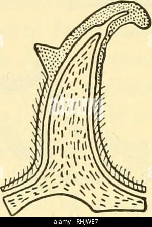 . Biologia dei vertebrati : uno studio comparativo dell'uomo e i suoi alleati degli animali. Vertebrati; vertebrati -- anatomia; anatomia di confronto. . Si prega di notare che queste immagini vengono estratte dalla pagina sottoposta a scansione di immagini che possono essere state migliorate digitalmente per la leggibilità - Colorazione e aspetto di queste illustrazioni potrebbero non perfettamente assomigliano al lavoro originale. Walter, Herbert Eugene, b. 1867; Sayles, Leonard Perkins, 1902-. New York : Macmillan Co. Foto Stock