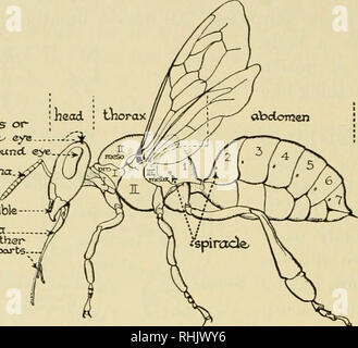 . Biologia; la storia di esseri viventi. 202 Organismi che illustra i principi biologici uno studio dei disegni illustrazione indica che l'ape, come altri insetti, ha tre divisioni del corpo - Testa, torace, e abdo- uomini, ma invece dei soliti tre parti toracica, vi sono quattro, poiché un segmento dal ventre diventa fusi con il torace. ocellus o- Semplice^ occhio occhio composto. ctntcnna. •MomcCible Tnaxilla ccndi othei^ bocca porti-- Sting ape operaia, vista laterale, i peli rimossi, che mostra le parti del corpo ed appendici sul lato sinistro. (Dopo Snodgrass.) lasciando solo sei visibile segm Foto Stock