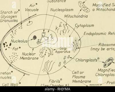 . Biophysical science. Biofisica. 268 Le analisi ai raggi X di proteine e acidi nucleici /15 : I Figura 1, che illustra le caratteristiche di molti tipi diversi di cellule. Le strutture mostrate in figura 1 sono basate sui risultati ottenuti con una varietà di tecniche. Nella figura, vi sono due grandi suddivisioni: il nucleo e il suo contenuto, spesso chiamato nucleoplasma; e il resto della cellula, talvolta chiamato citoplasma. Sia il nucleo e il citomegalovirus- plasm sono circondati da .membrane, come sono anche i più piccoli cristalliti formata di amido o glicogeno Granuoles sostanza cromatina nucleoplasma /^ Mi Foto Stock