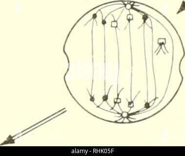 . Biophysical science. Biofisica. (B) metafase. Cromosoma B' non allineati sulla piastra equatoriale. (C) Anaphase. Cromosoma B'Dfratture su un lato senza separazione. (D) Telophase. Cromosoma B' forme lobo extra sul nucleo superiore. La cella inferiore manca di B. La figura 6. Rappresentazione schematica del risultato di anormalità- ing da bombardamento centromero di un cromosoma con radiazioni ionizzanti. Risultati simili sono ottenuti se il centromero è irradiata durante la metafase. Il lettore viene ricordato che il cromosoma forme e numeri sono puramente schematico. la ionizzazione è necessaria in questo volume critico Foto Stock