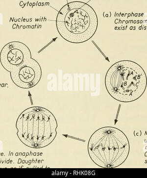 . Biophysical science. Biofisica. 190 eventi cellulari prodotte da radiazioni ionizzanti /10 : 3 risultati da certi tipi di irradiazione), cromosomi non dividono. Le forze che provocano i cromosomi di aderire al mandrino in corrispondenza del centromero, per separare e per la migrazione non sono affatto inteso. I fenomeni osservati noto come anaphase sono mostrati in figura 2d. Si noti che ciascuna metà della cella ora ha lo stesso numero e tipi di cromo- somes come quello originale nella figura 2b. Centriole Nucleolus citoplasma^ nucleo con cromatina (e) Telophase. Nuove membrane nucleari vengono visualizzati. I cromosomi e Foto Stock