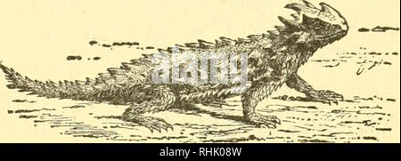 . Biologia dei vertebrati : uno studio comparativo dell'uomo e i suoi alleati degli animali. Vertebrati; vertebrati -- anatomia; anatomia di confronto. Tipi di vertebrati S1 dal cieco e la "Gila monster", Heloderma (Fig. 44), un brutto nero e arancio bestia, con una grande rotonda di coda tozza, che è il solo lizard il cui morso è velenoso. I serpenti sono i serpenti legless, descritto da Ruskin come "un'onda ma senza vento, una corrente ma senza cadere". Essi camminare su di loro numerose nervature o "jerk stessi in avanti da un rapido raddrizzamento delle loro curve sinuose& Foto Stock