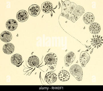 . La biologia dei protozoi. Protozoi; protozoi. Morfologia speciale e tassonomia di SPOROZOA 419 forma di gamogony. Ogni microgamete è fornito con due flagelli per mezzo della quale esso si muove in fluidi intestinali, finché non entra in contatto con un macrogamete {h, i, j, s). I gameti fusibile, un macrogamete essendo fecondate con un unico micro- del gamete (g). Fecondato la cella risultante da questa fusione è lo zigote in cuiè" pronuclei fusibile. Il nucleo di fecondazione poi. Fig. 178.âEimeria schnbergi. Sporozoites penetrare le cellule epiteliali e crescere mi nper adulto parassita intracellulare Foto Stock