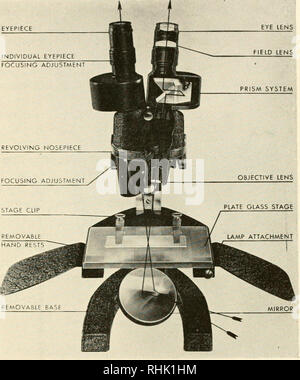 . Biophysical Research metodi. Biofisica -- Ricerca. XI. Quando utilizzare speciali microscopi 355 2. Il stereoscopico, microscopio Biobjective esemplari opaco può essere esaminata a vantaggio con lo stereo- scopic, biobjective microscopio binoculare, anche se essa non è limitata a tali esemplari (c/. Sez. Jl). Il microscopio (Fig. 3) è veramente com- posti di due microscopi, uno per ciascun occhio. La formatura di prismi sono oculare lente dell'occhio. Fig. 3. Il biobjective, microscopio stereoscopico. incluso in modo che l'immagine non è invertito, come con il monobjective microscopio composto da dissezione e operazioni e ot Foto Stock